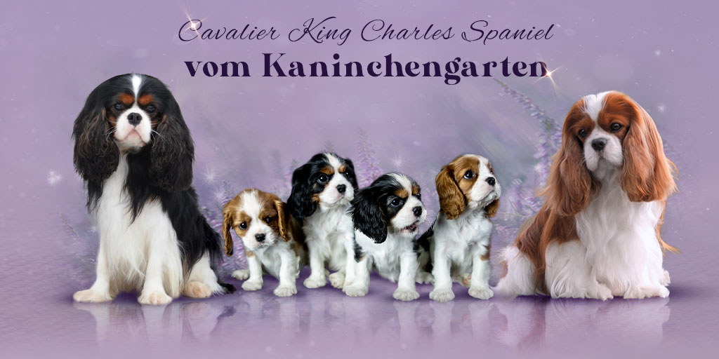 Cavalier King Charles Spaniels vom Kaninchengarten | FCI-VDH
